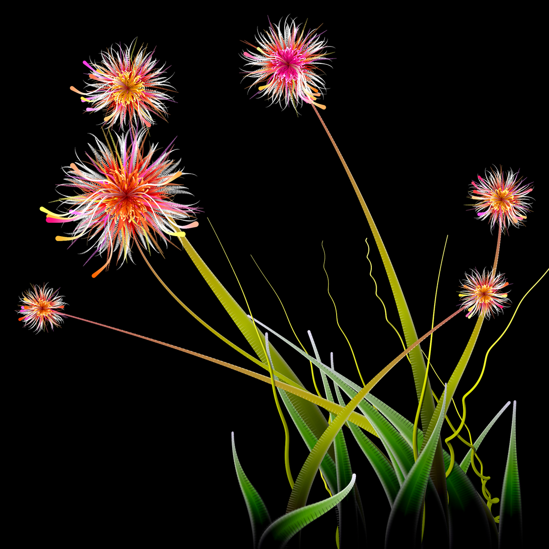 Milena’s Flowers #13