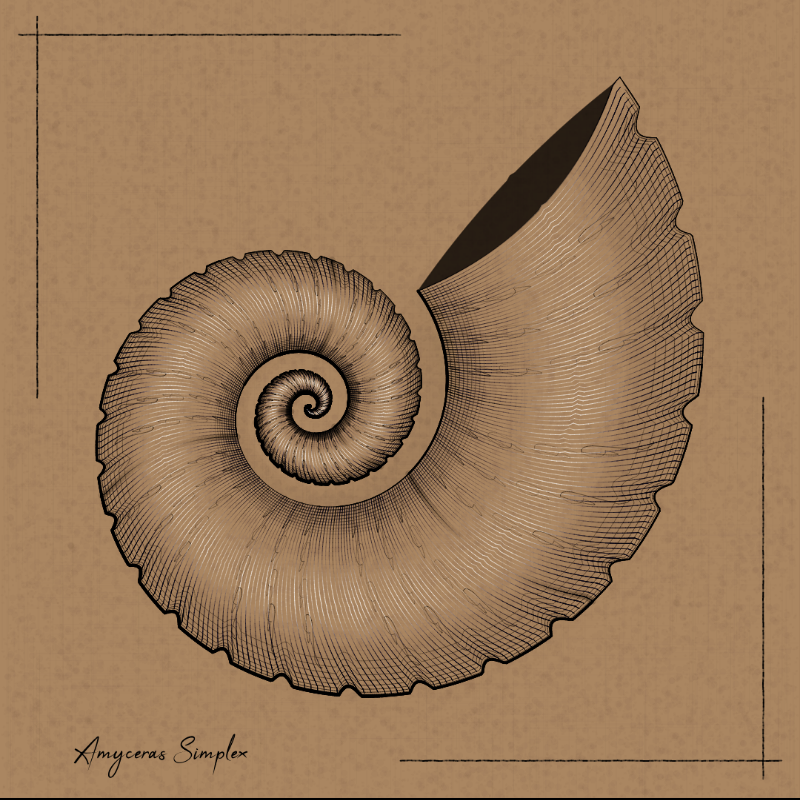 Ammonites #85