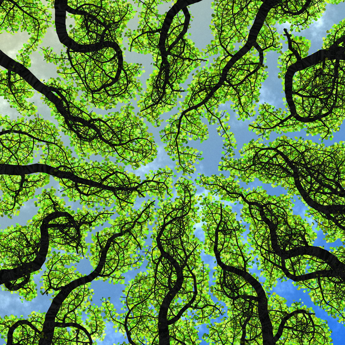Tree Skyness #131