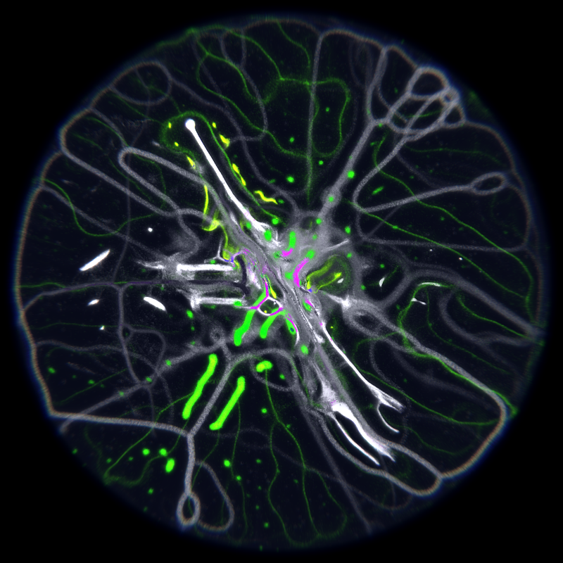 Ethereal Microcosm #8