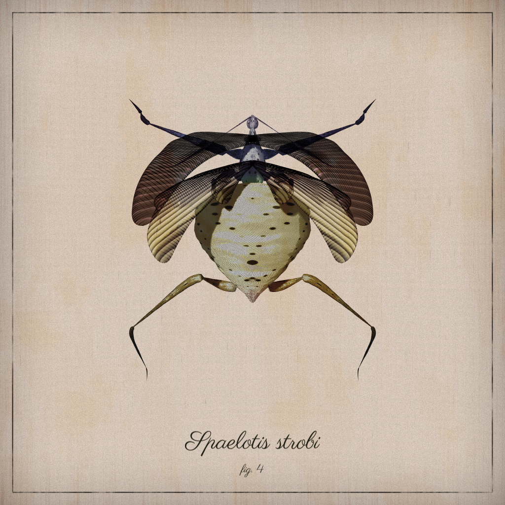 ProcGen Entomology #468