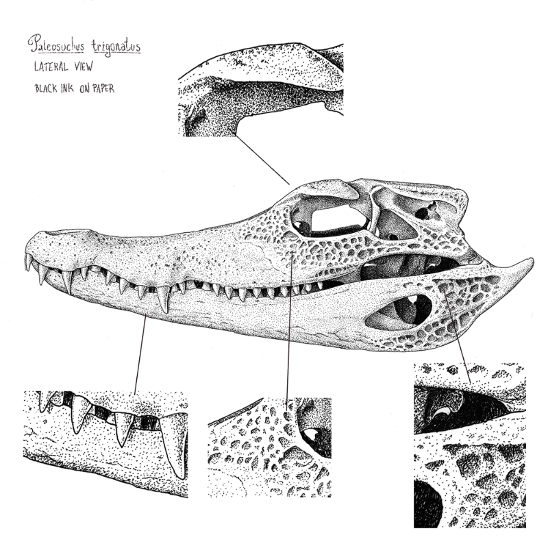 Paleosuchus trigonatus (skull) #6