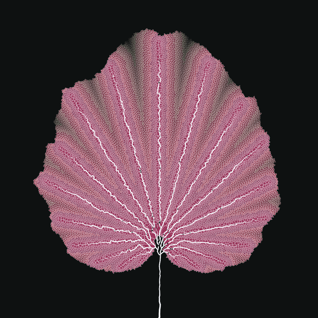 Leaf study #1