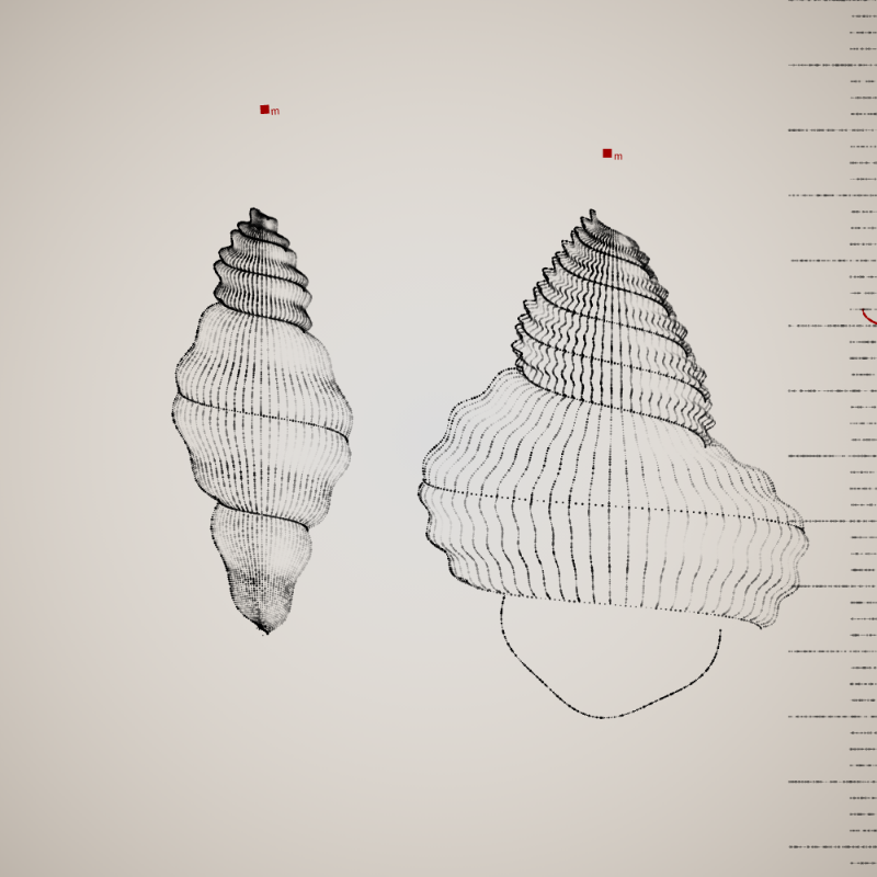 Two Specimen #76