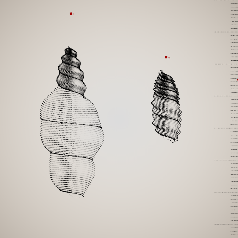 Two Specimen #180