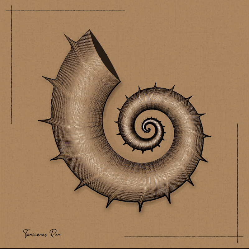 Ammonites #89