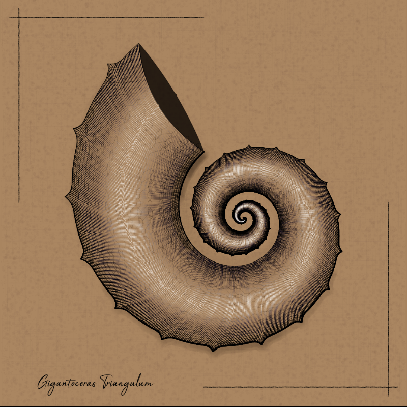 Ammonites #7