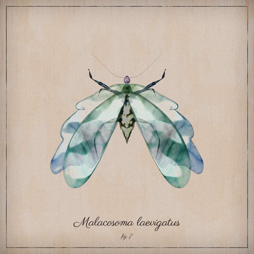 ProcGen Entomology #63