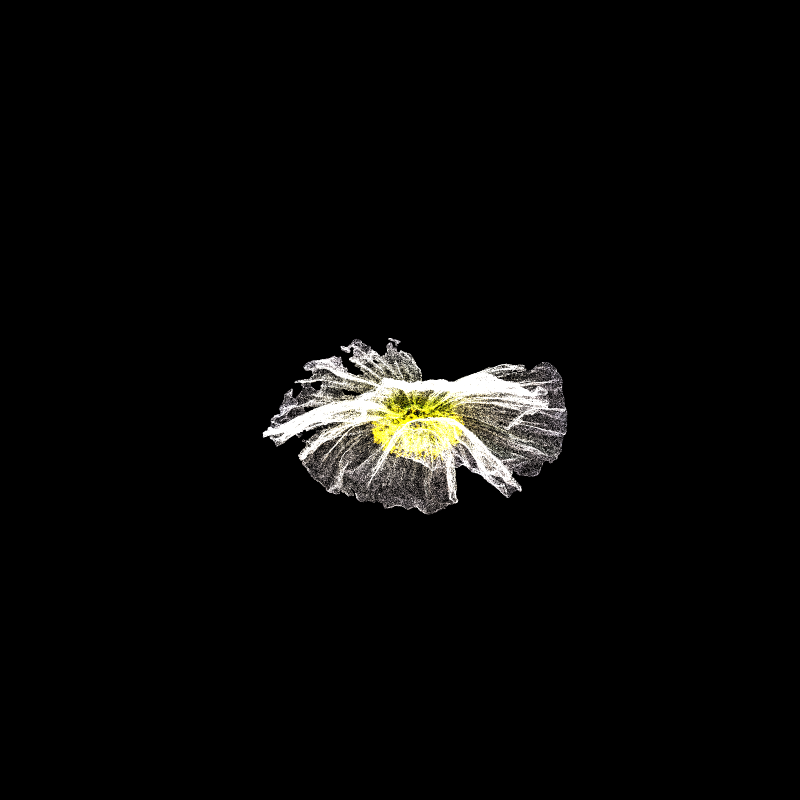 White Poppy 30 #151