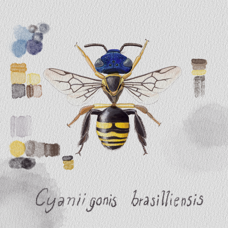 Randomic Brazilian Bees  #73