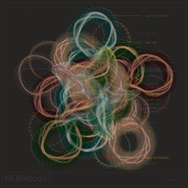 NEMA #81