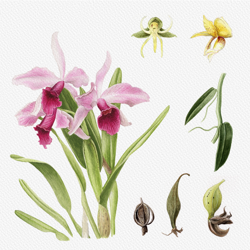 Botanical Illustration - Orchids 1 #4