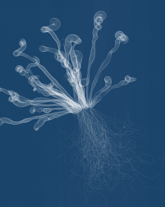 Cyanotypes #75
