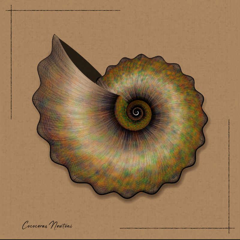 Ammonites #68