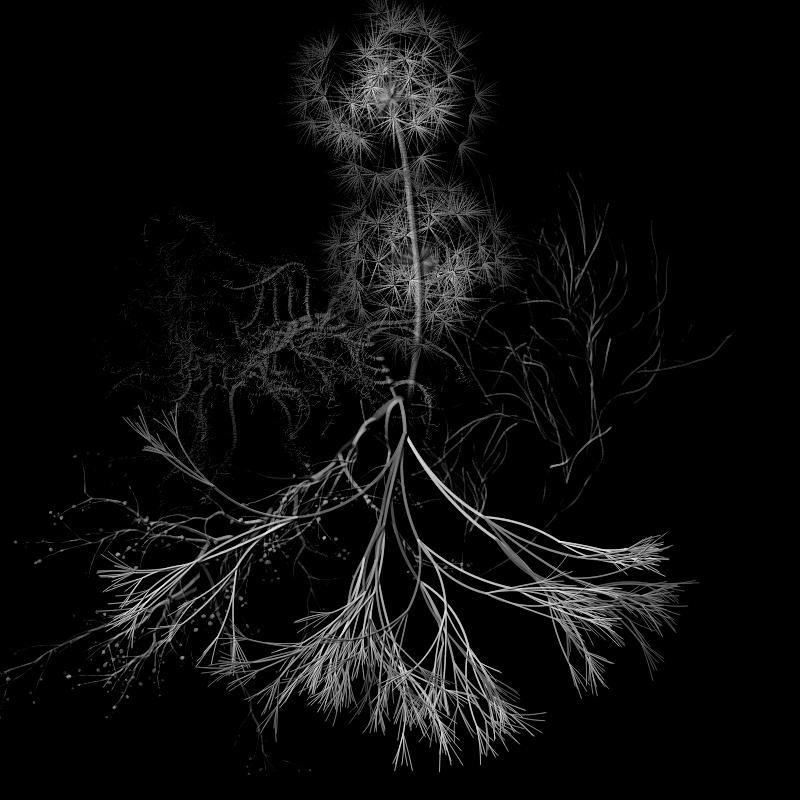 Botanical Ghosts #249