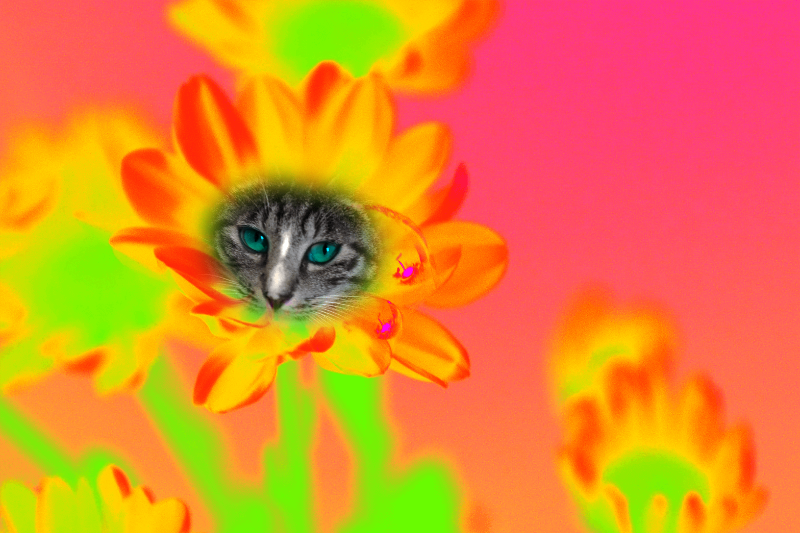 Flowering Cat #4