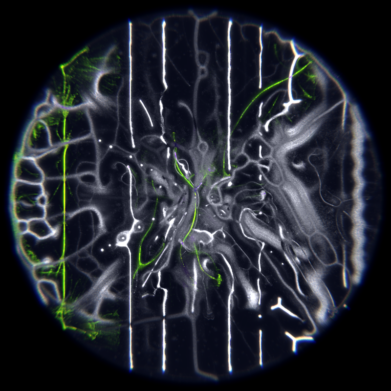 Ethereal Microcosm #163