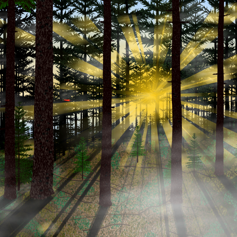 Forest Sunrise #44