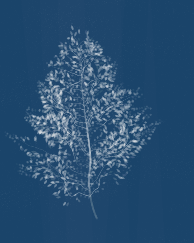 Cyanotypes #36