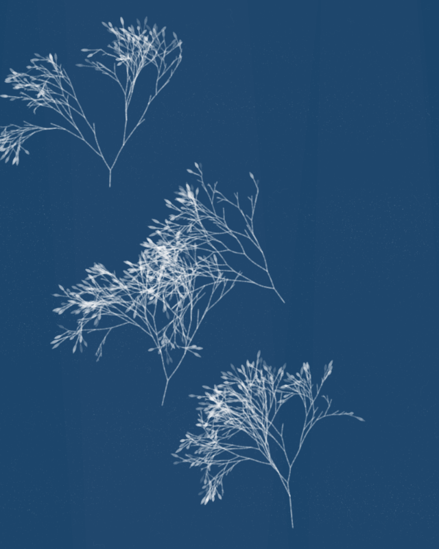 Cyanotypes #57