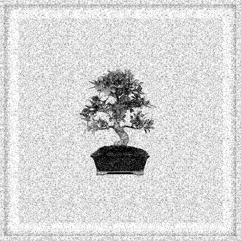 Bonsai Bonanza #427