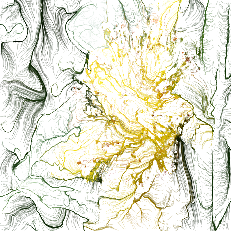 Hypericum #119