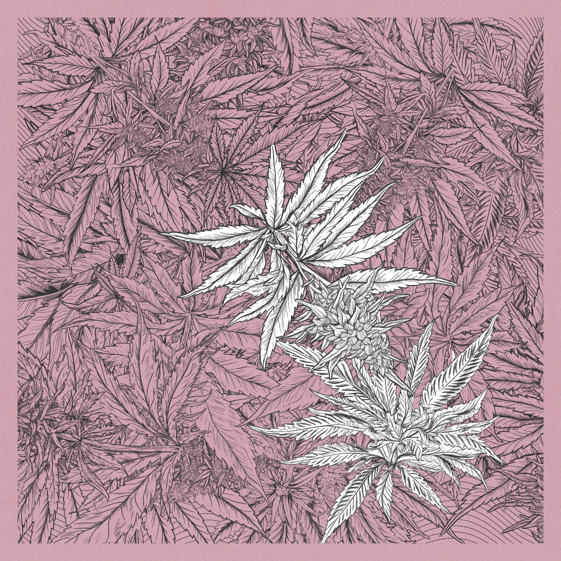 zancannabis #45