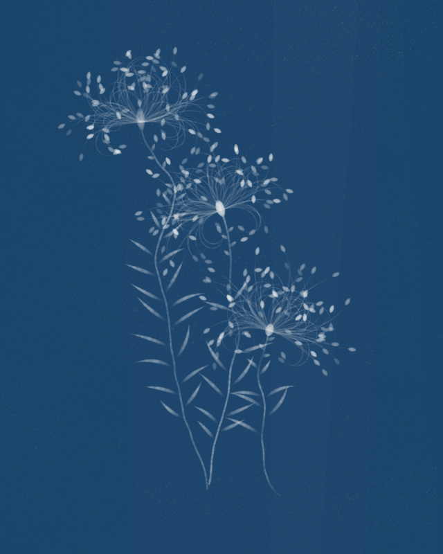 Cyanotypes #243