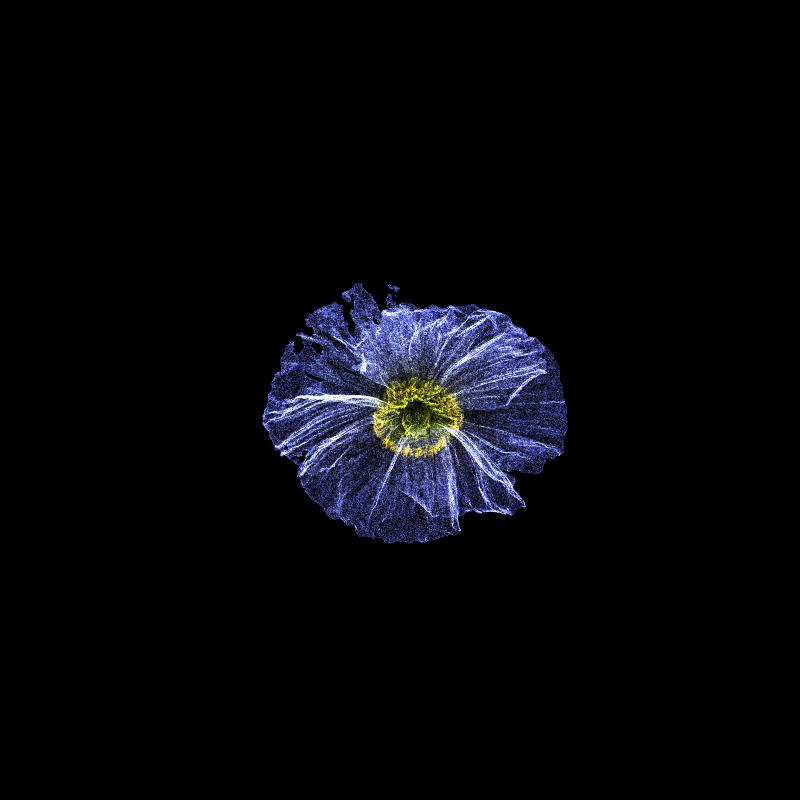 White Poppy 30 #236