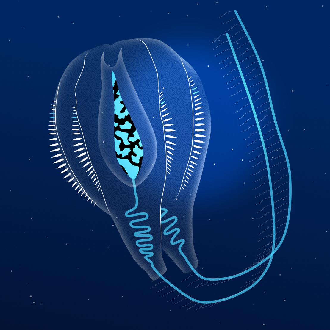 Ctenophores #4