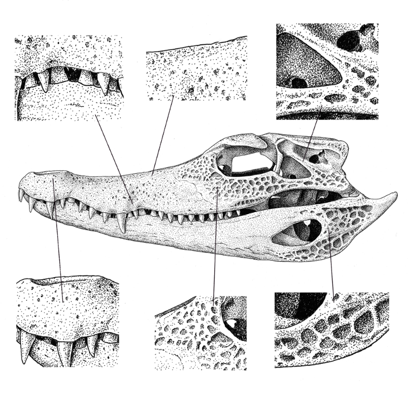 Paleosuchus trigonatus (skull) #1