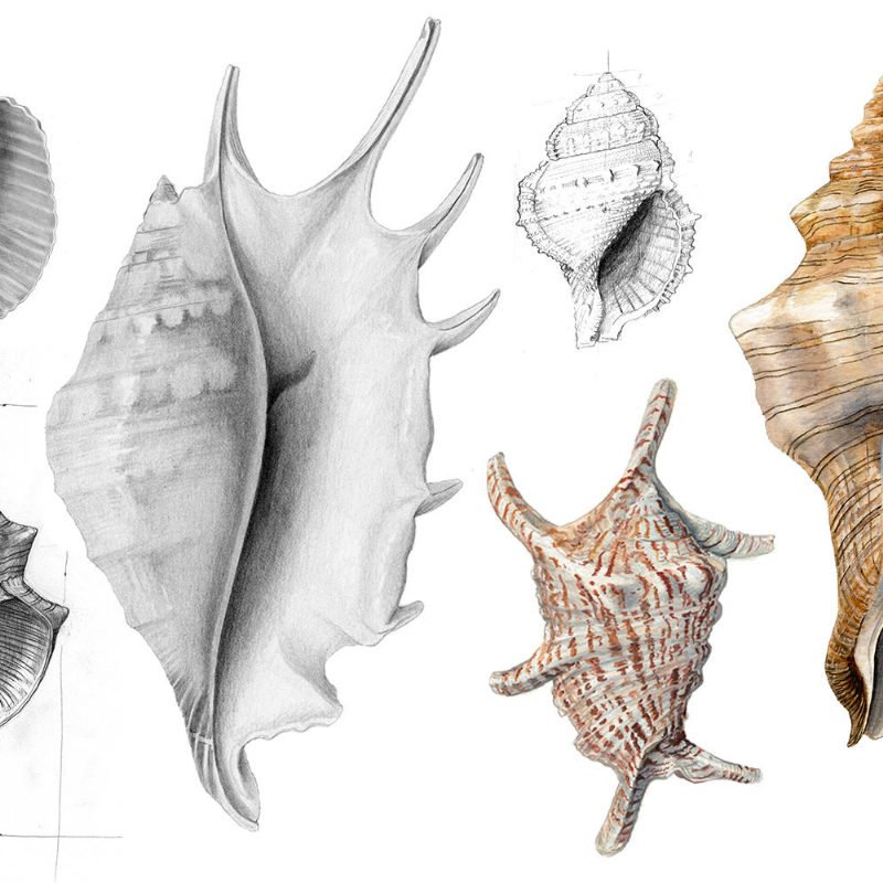 Malacology #7