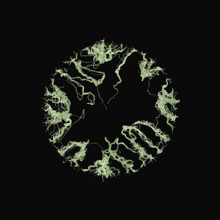 Ginseng #9