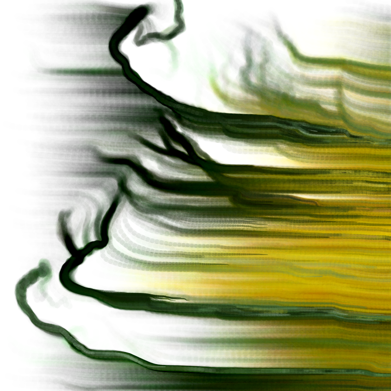 Hypericum #206