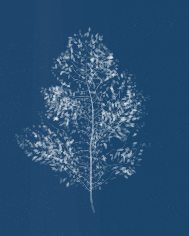 Cyanotypes #98
