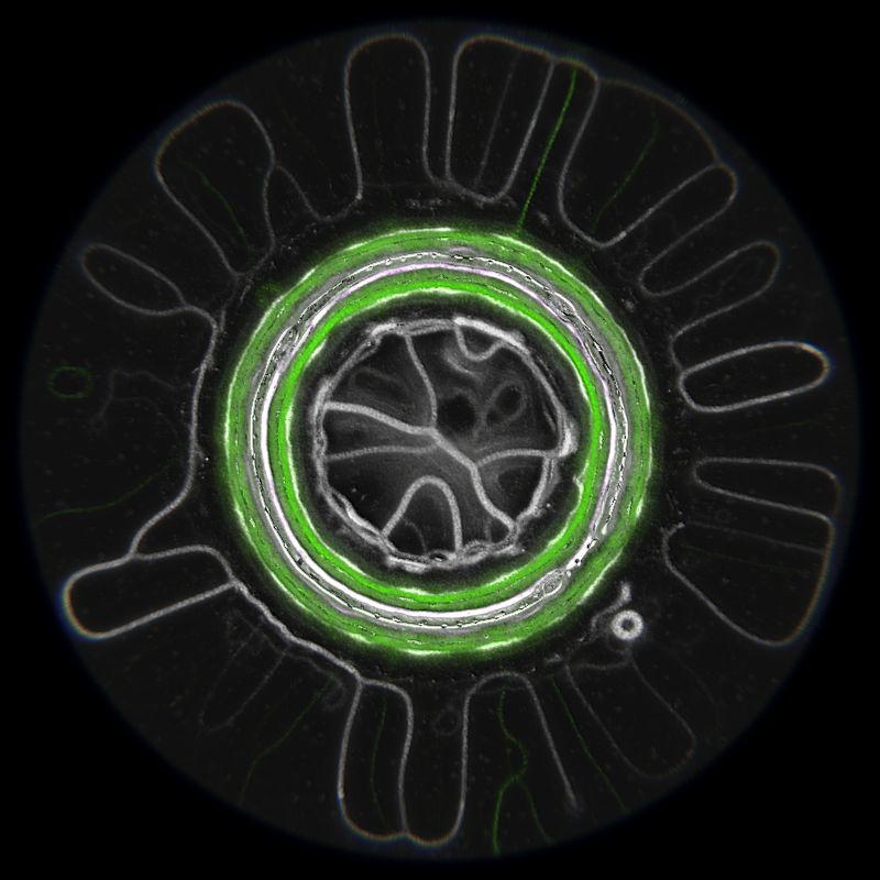 Ethereal Microcosm #6