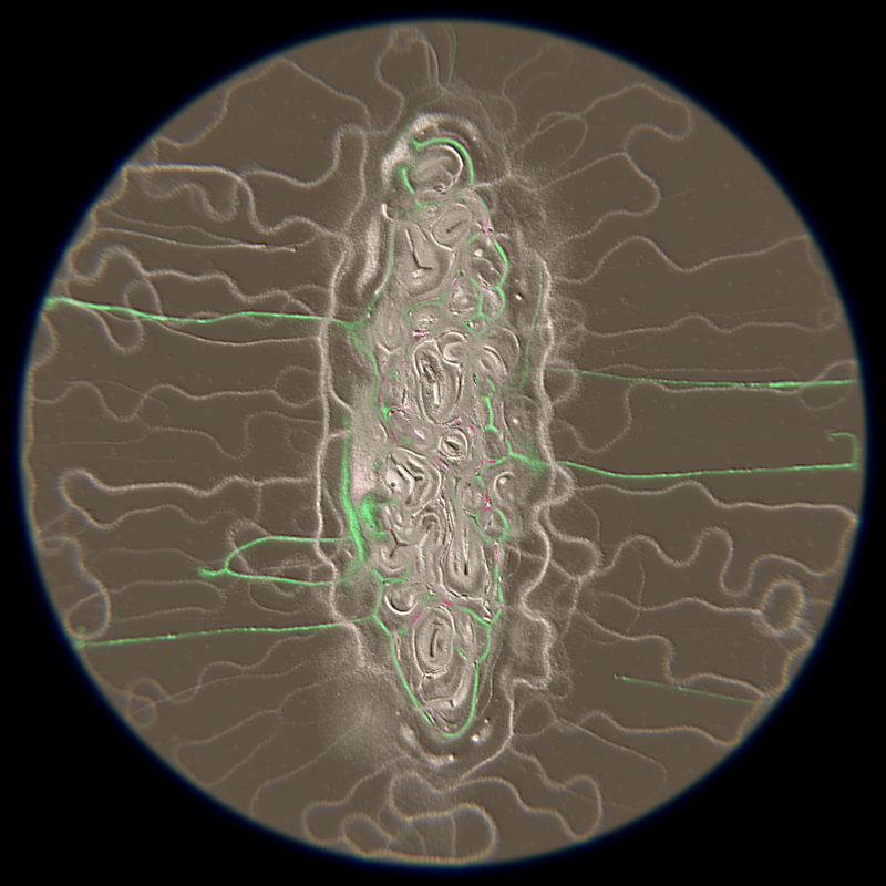 Ethereal Microcosm #74