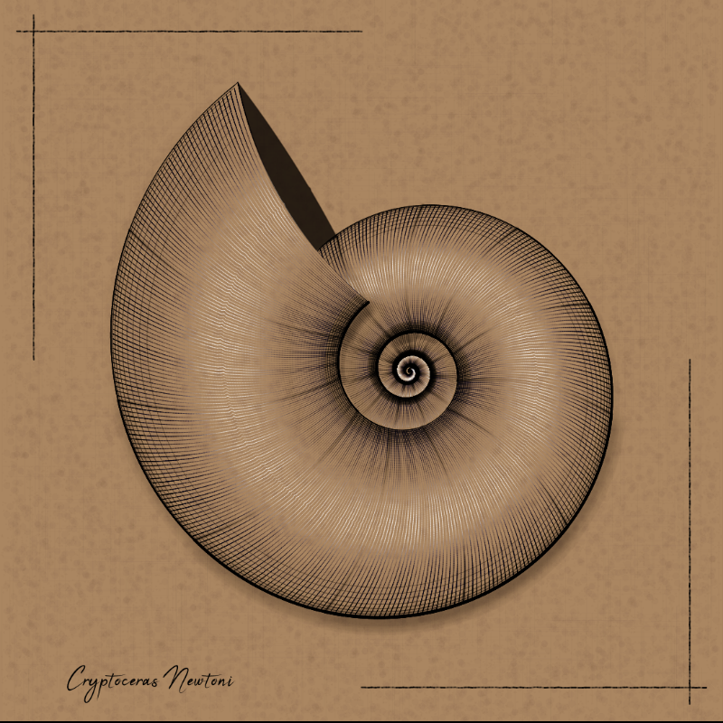 Ammonites #107