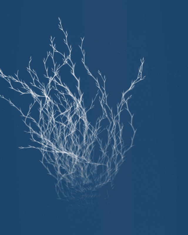 Cyanotypes #74