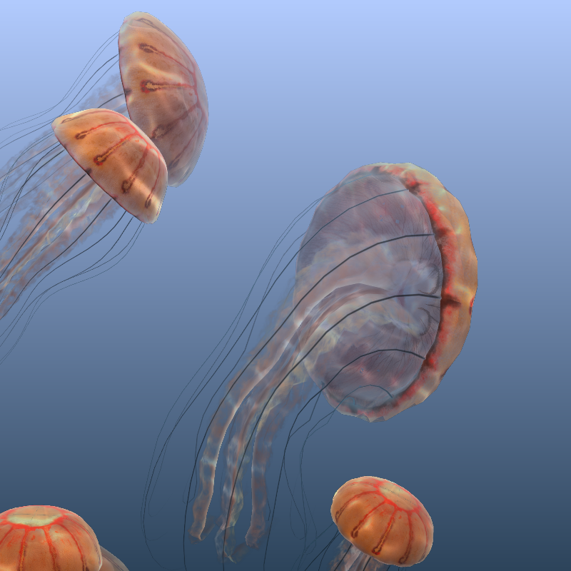 Jellyfish #5