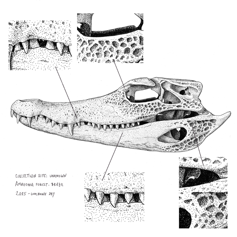 Paleosuchus trigonatus (skull) #9