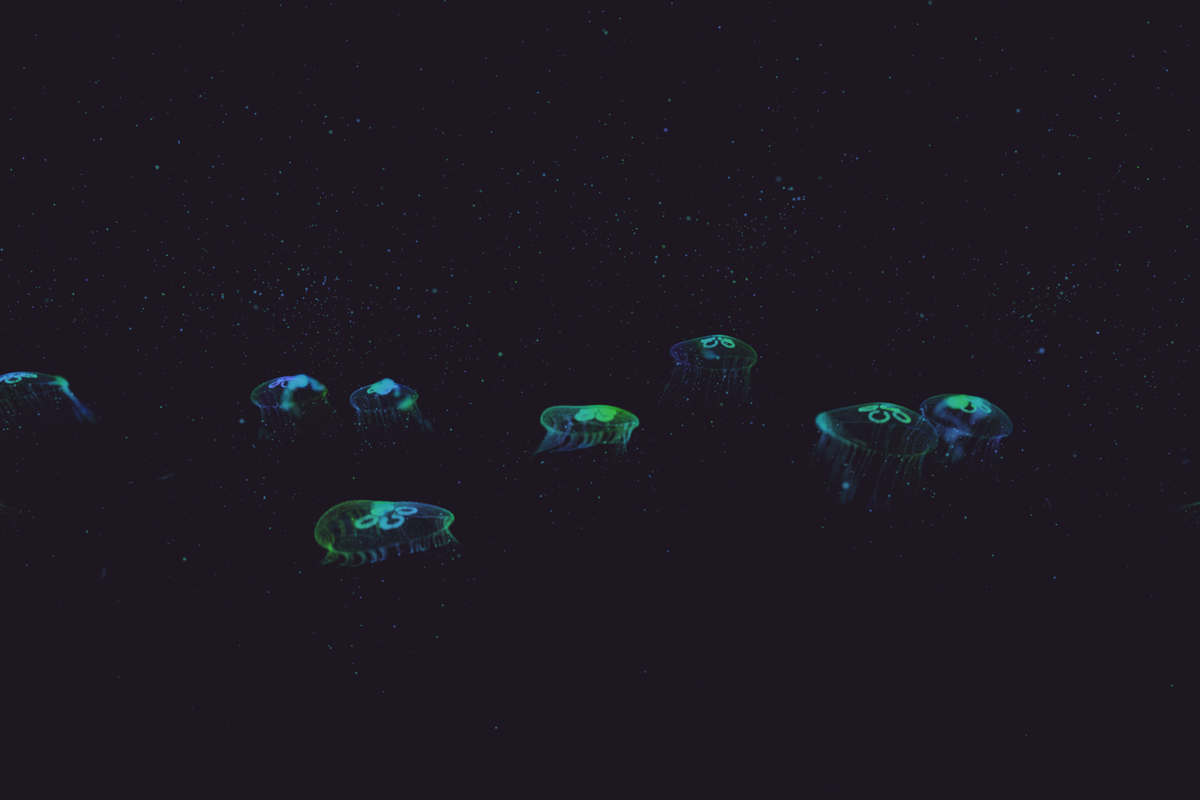 Turtle Vision #182