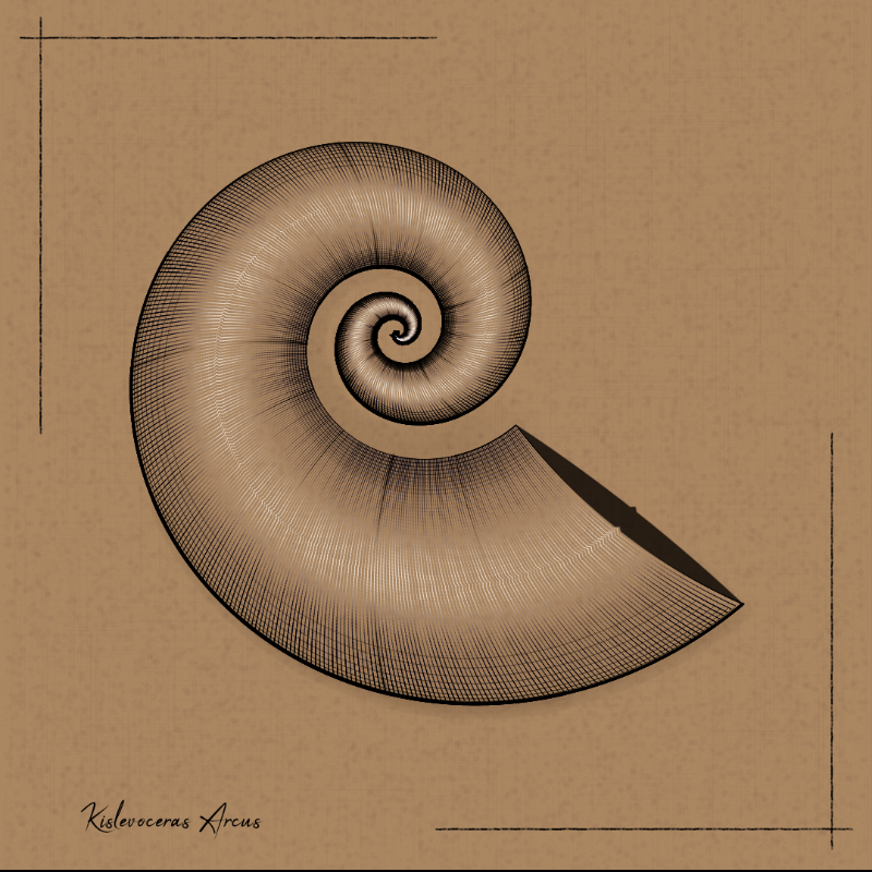 Ammonites #18