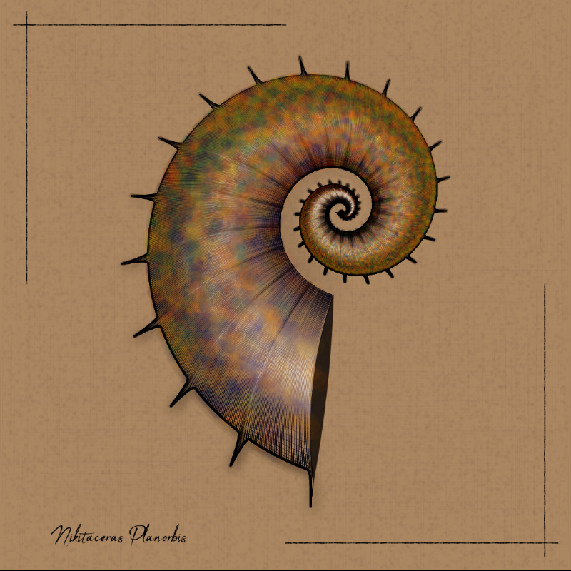 Ammonites #84