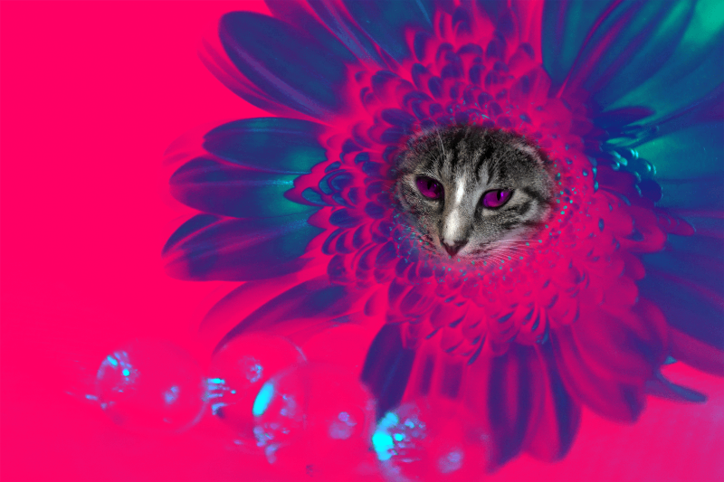 Flowering Cat #17