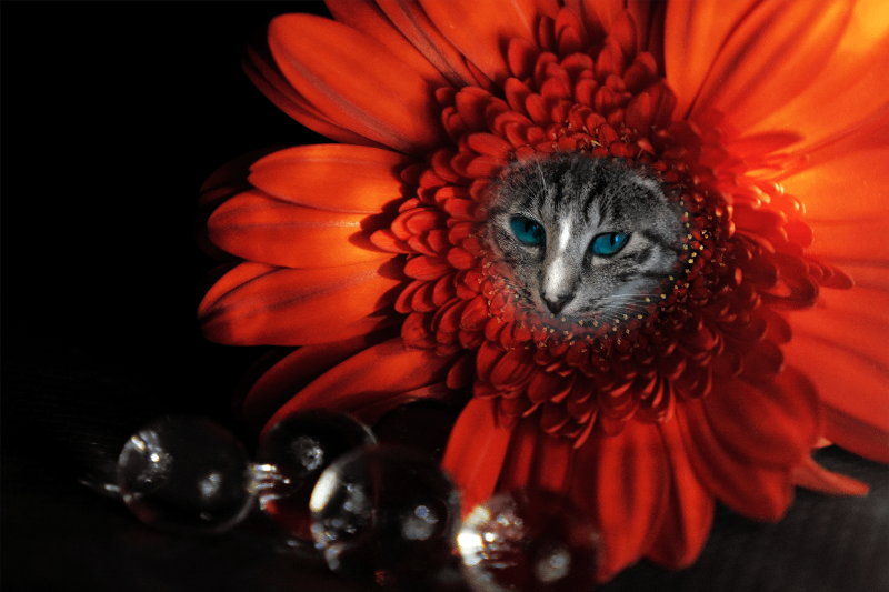 Flowering Cat #18