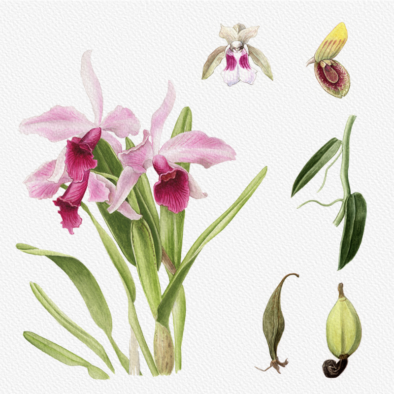 Botanical Illustration - Orchids 1 #14