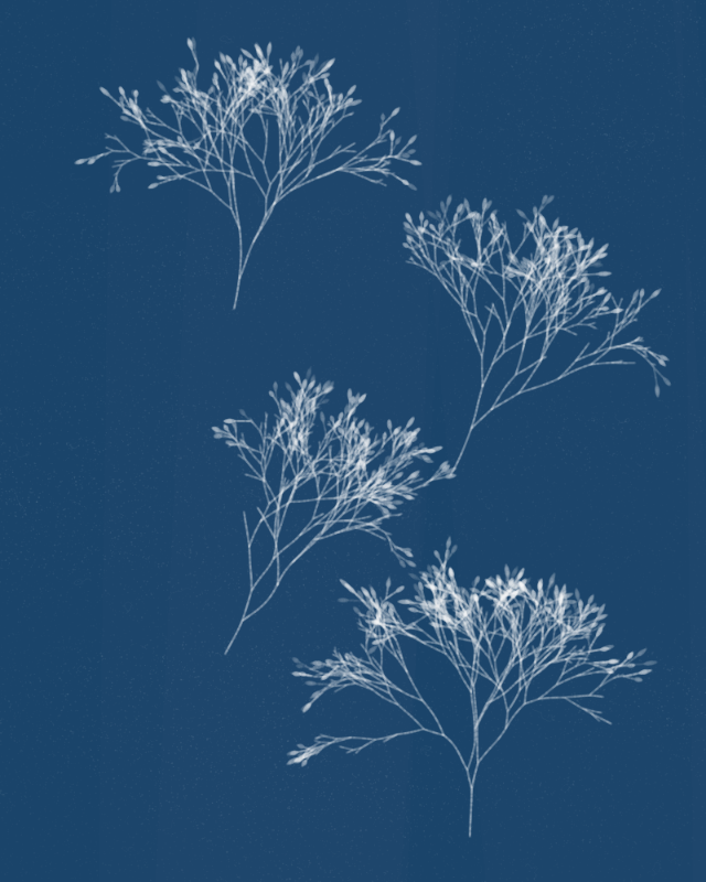 Cyanotypes #188