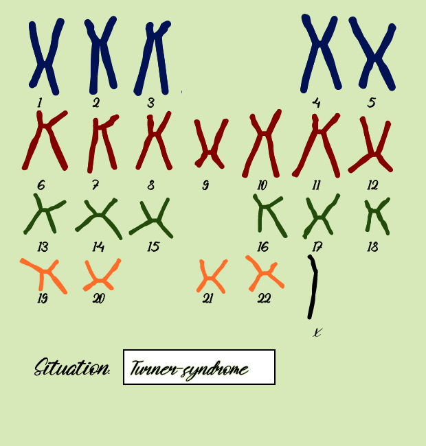 "Karyotype" #4