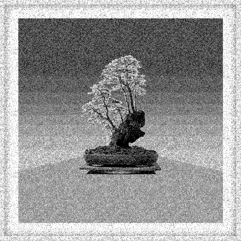 Bonsai Bonanza #469